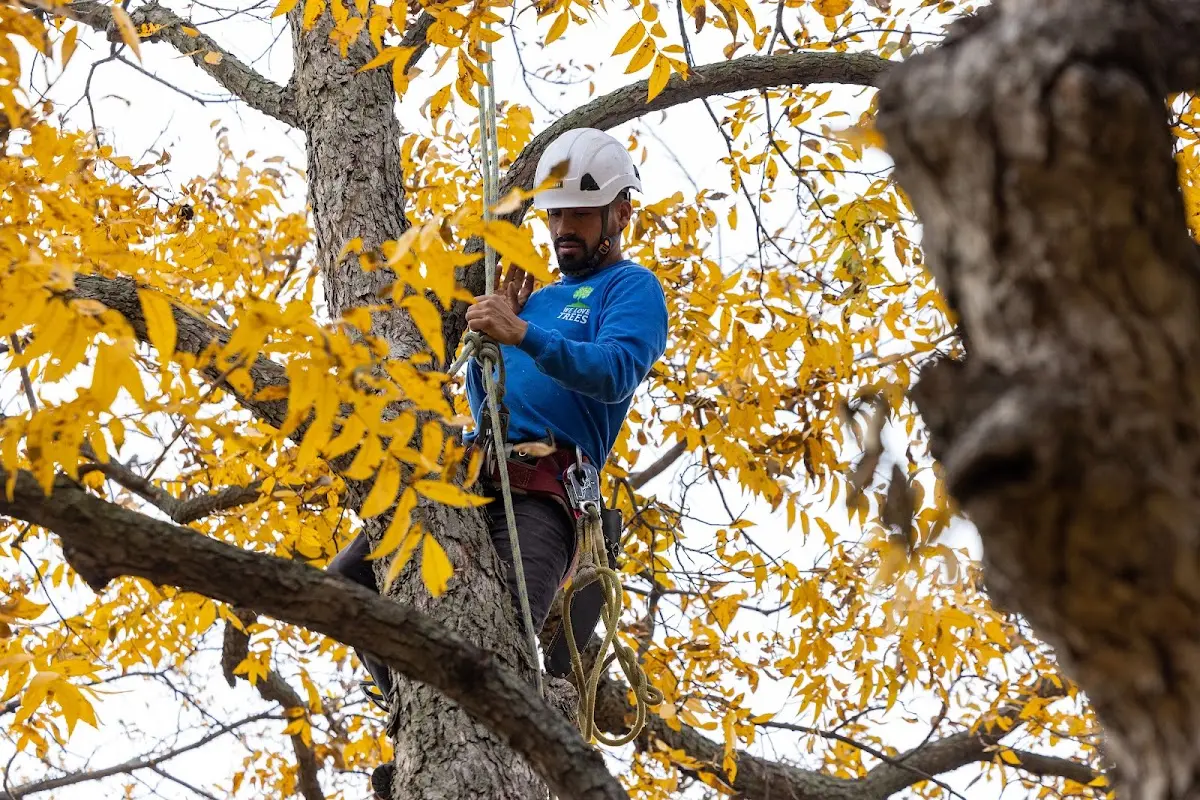 Skilled Tree Pruning crew working in Branchville